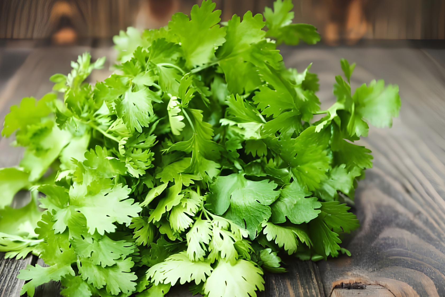 Cilantro