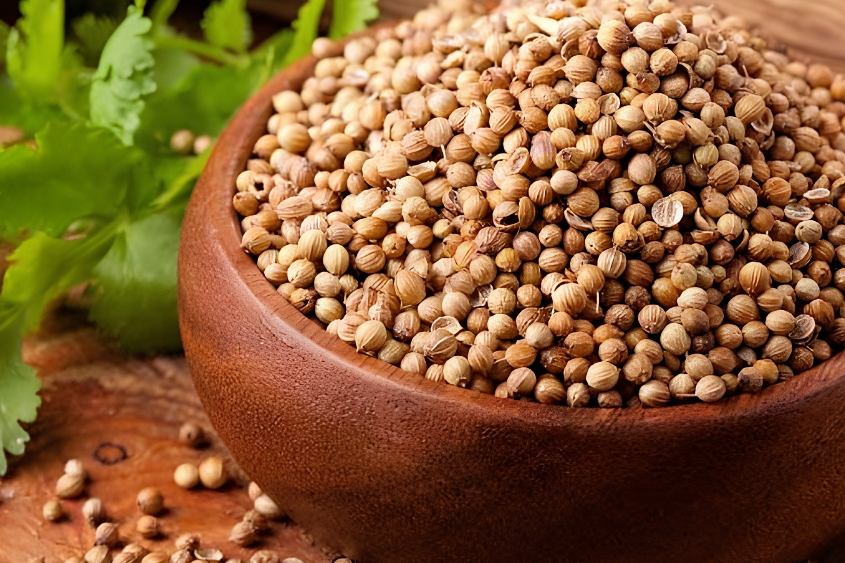 Semillas de cilantro